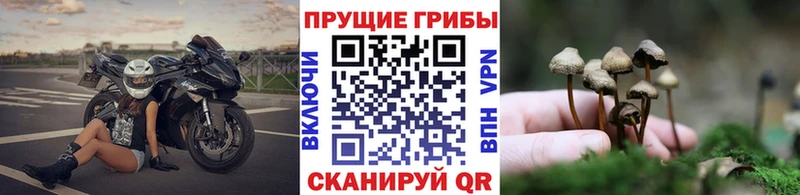 Псилоцибиновые грибы Magic Shrooms  Купить где  Иннополис 